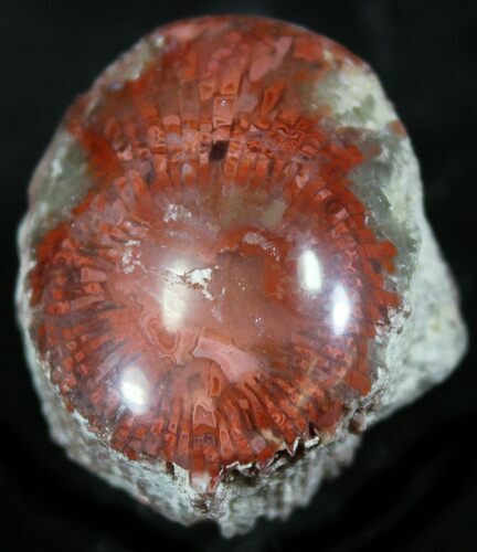 Pennsylvanian Aged Red Agatized Horn Coral - Utah #26376